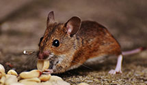 24 Hour & Emergency Exterminators in Fort Mill, SC
